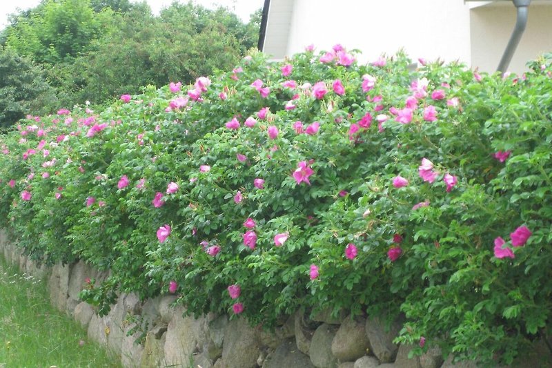 Ein blühender Garten mit rosa Rosen, Pflanzen und einem Hauch von Magenta.
