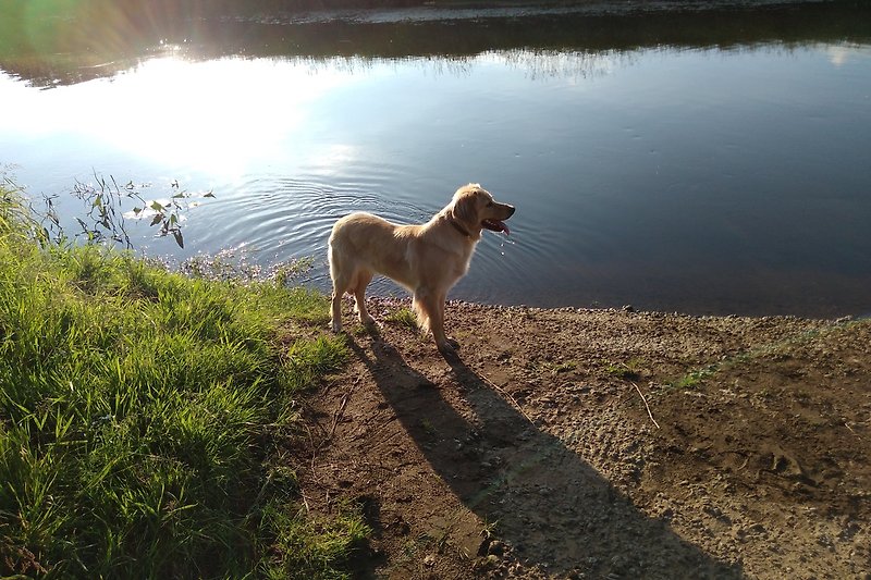 Ein ruhiger Morgen am See mit einem Hund und einer malerischen Landschaft.