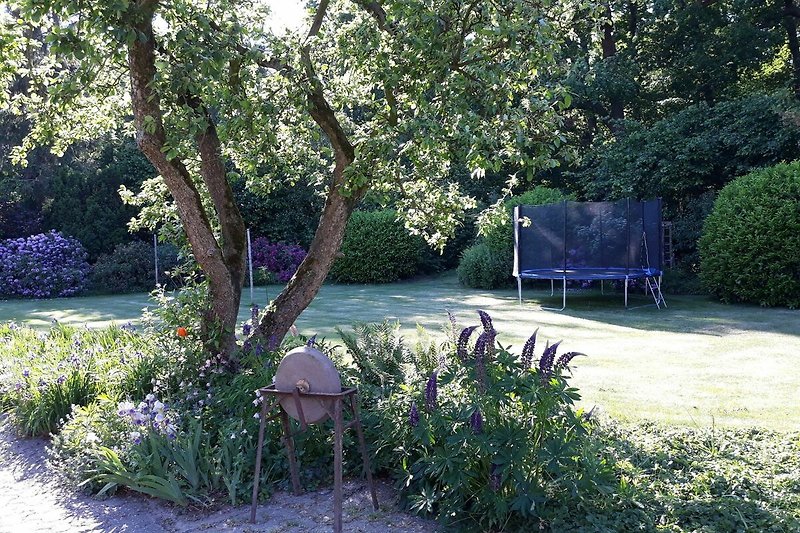 Schattiger Garten mit Pflanzen, Bäumen und Trampolin.