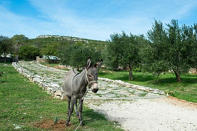 Stone country House Irena with pool on a larg...