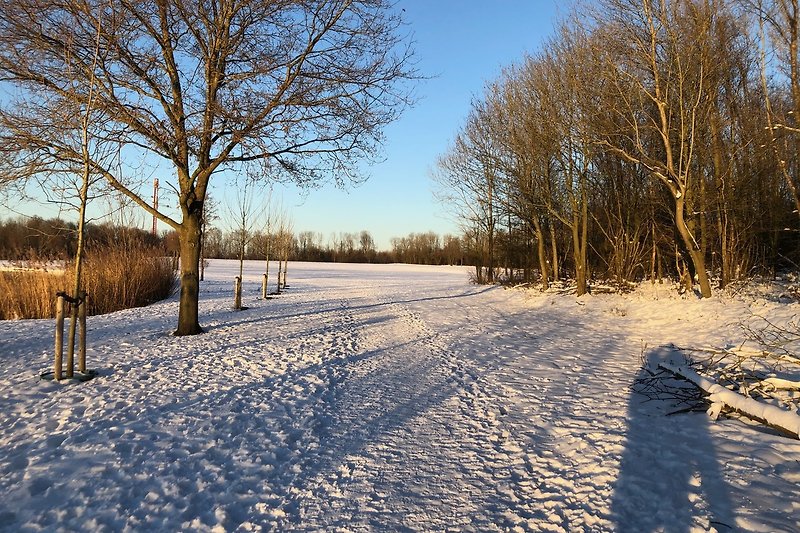 Schöne Winterlandschaft mit schneebedeckten Bäumen und einem gefrorenen Weg.