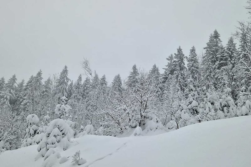 Prachtig winterlandschap met besneeuwde bergen en bevroren bomen.