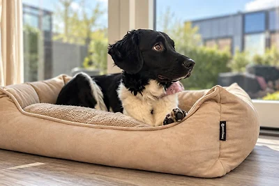 Knilles 4P. | Speziell für Hunde mit eingezäu...
