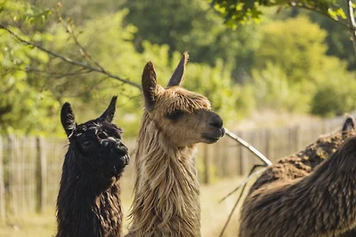 Glamfield Lodge Deluxe mit Hot Tub | 6 Pers.