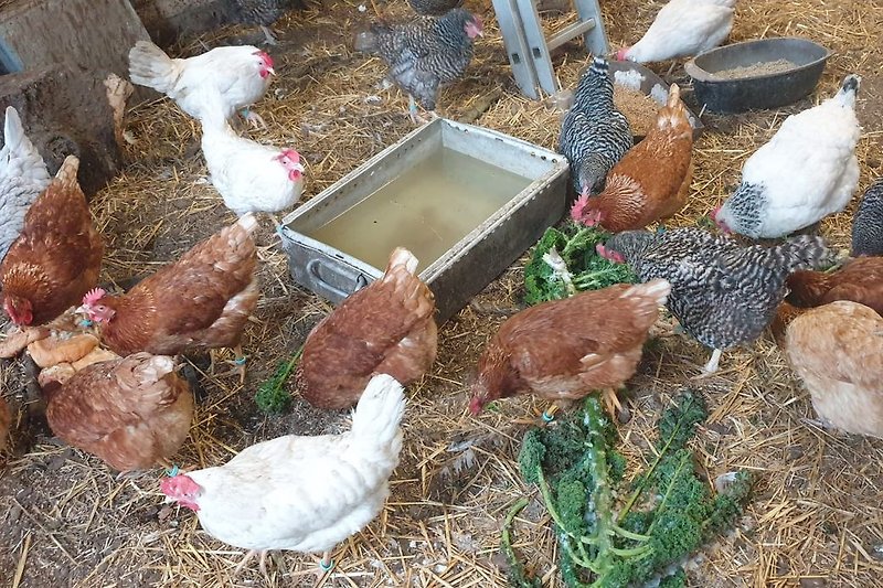 Hühner vom Gastgeberhof