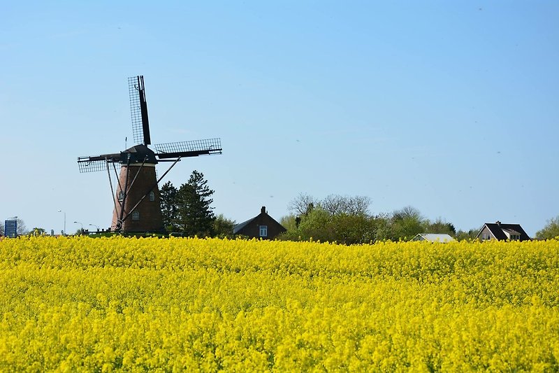 Windmühle und grüne Landschaft mit Blumen und Menschen.