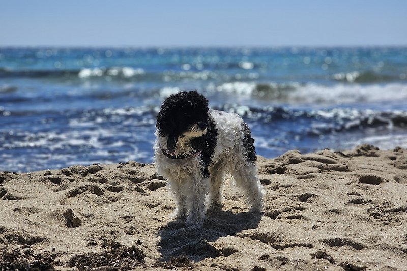 Hund spielt am Strand mit Wellen. An dem Strand außerhalb von St pietro an dem Hunde gestattet sind.