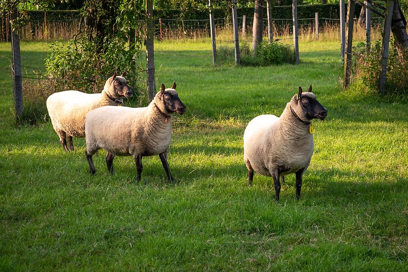 Unsere drei Schafe, Bennie, Billie und Aggie.