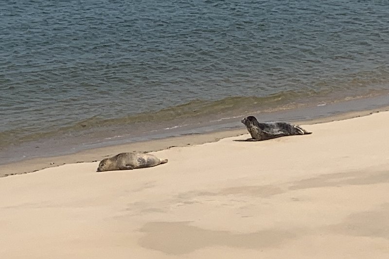 Seehund Strand Ostende