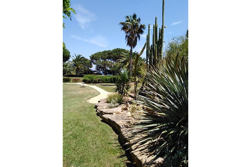 Notre jardin tropical avec des palmiers, des fleurs et un petit cours d'eau artificiel