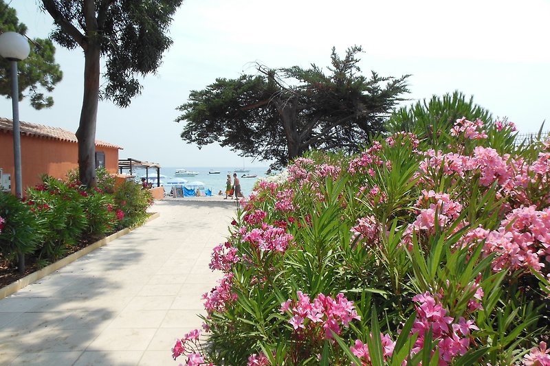 Path to the beach approx. 50m through our flowering garden