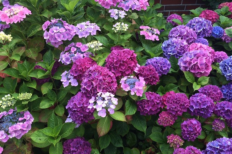 Schöner blühender Garten mit violetten und pinken Blumen.