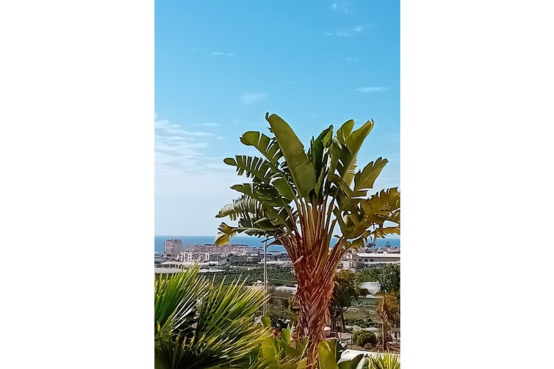 Een prachtige foto van een palmboom tegen een helderblauwe lucht.