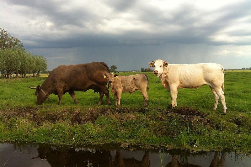 Eine idyllische Landschaft mit grasenden Kühen und einem kleinen Teich.