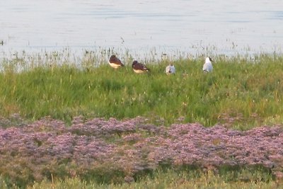 Lüttje Strandflieder