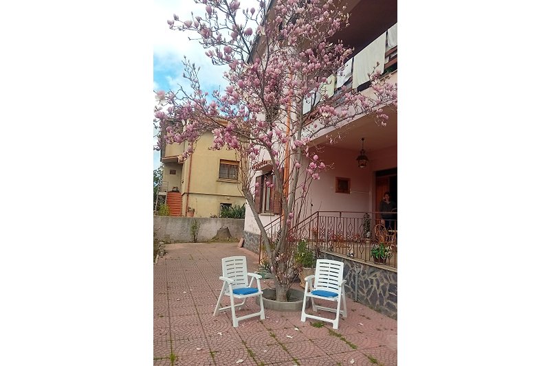 Blossoming balcony with cherry blossom tree and flower petals.
