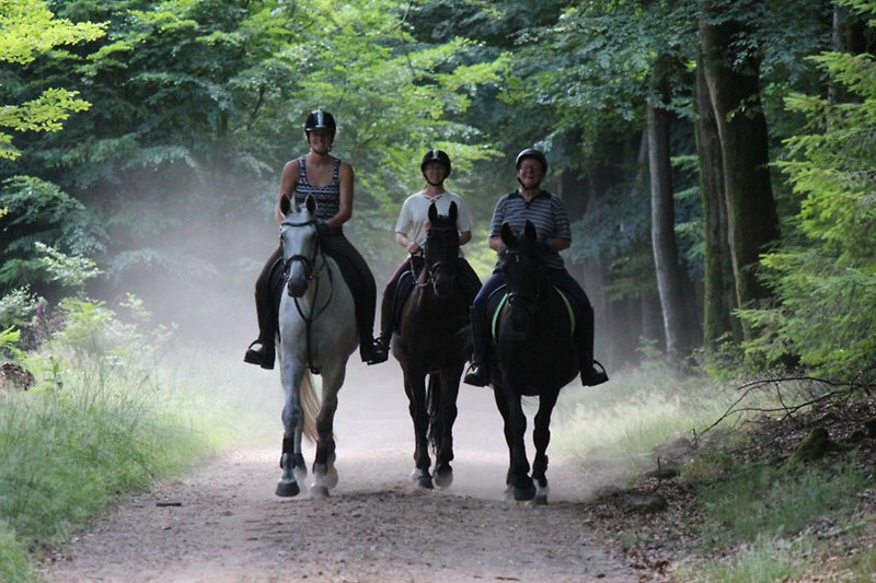 Paardrijden in het bos en op de Veluwe  met prachtige natuur