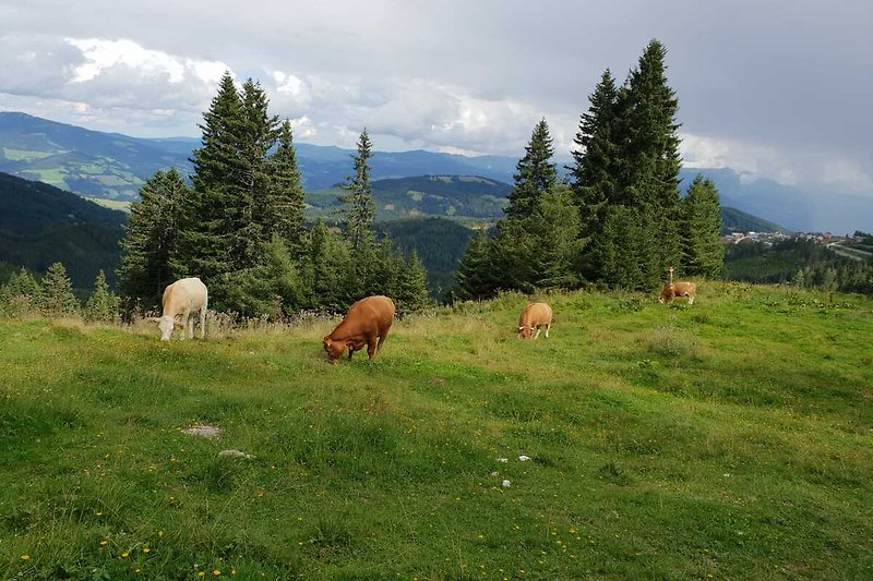 Blick auf grüne Weide mit Kühen und Bergen.