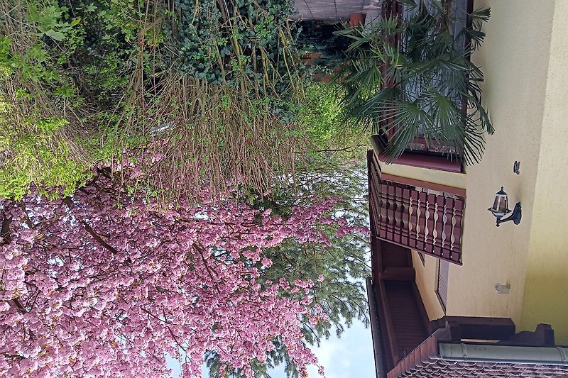Frontansicht mit Terrasse und blühenden Tulpenbaum