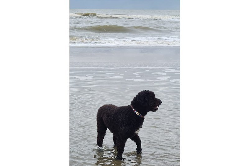 Hund am Strand mit Blick auf den See.
