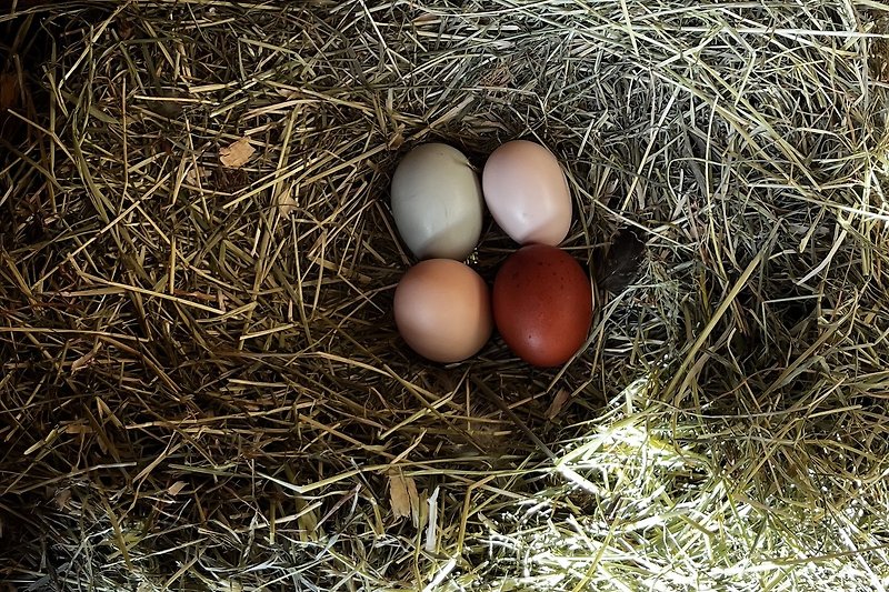Frische Eier von den eigenen Hühnern