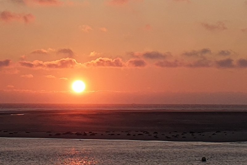 Sonnenuntergang am Strand mit rotem Himmel und Seehunde.