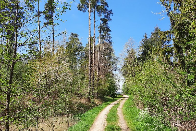 Waldwege in der Umgebung