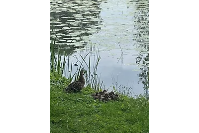 Uccelli sulla riva del lago: relax nella natura! Uccelli sulla riva del lago: relax nella natura!