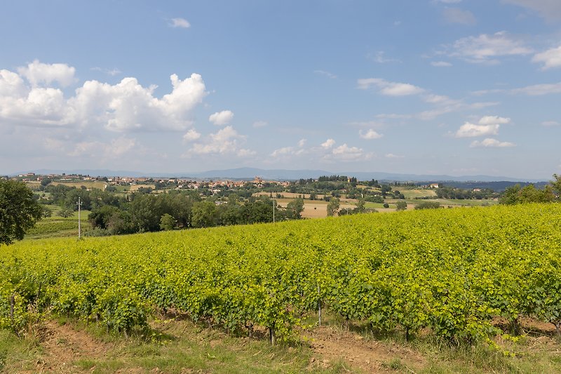 Metina Montepulciano vista sulle vigne da Rosmarino