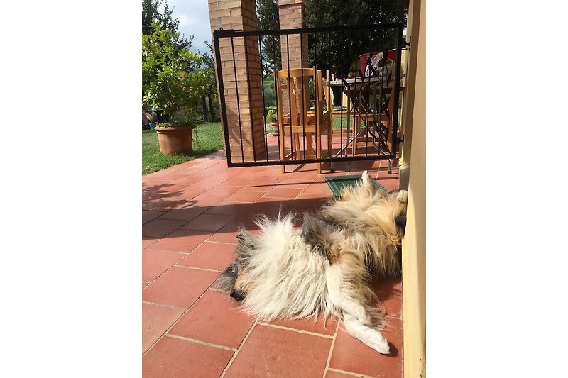 Metina Montepulciano Dog welcome cani benvenuti