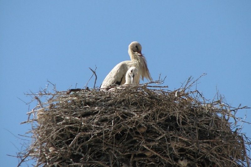 Nest mit Störchen in unmittelbarer Nähe