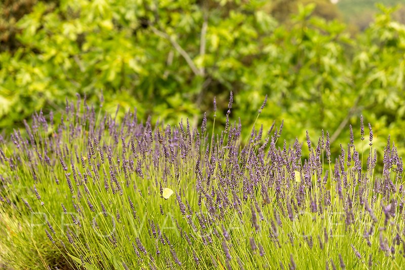 Blühende Lavendelfelder mit Wildblumen und Gras.