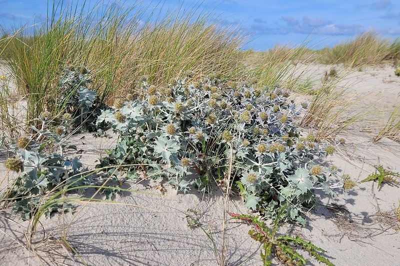 Stranddistel - die Symbolpflanze Spiekeroogs
