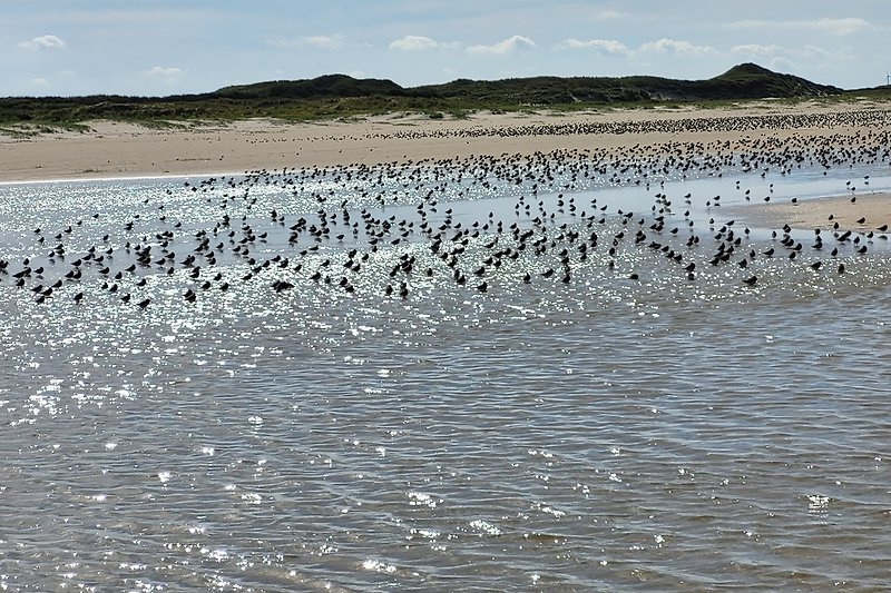 Zugvögel am Strand