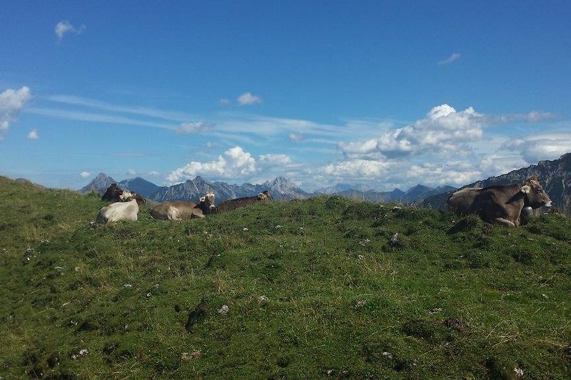 Berglandschaft mit grünen Wiesen und Tannen, Panorama.