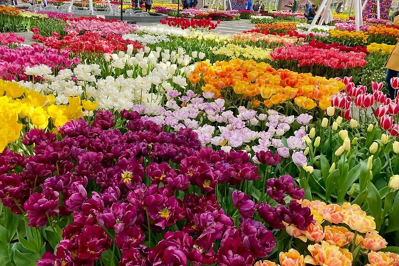 Blumen und Pflanzen in lebendigen Farben.