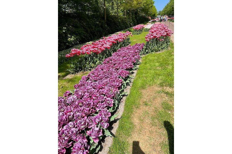 Blumen und Pflanzen in magentafarbenem Garten.