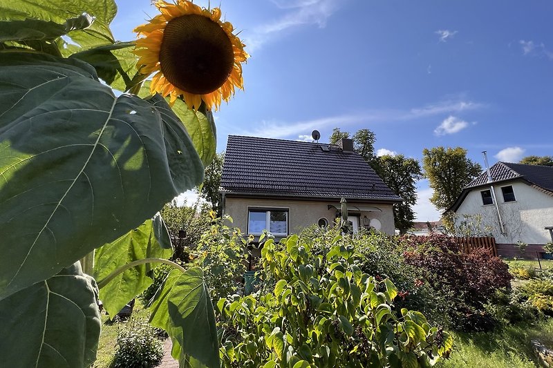 Ländliches Haus mit  Garten und Sonnenblumen.