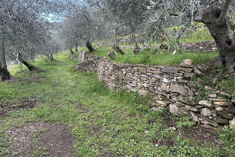 Traditionelle Oliventerrassen  mit alten Natursteinmauern