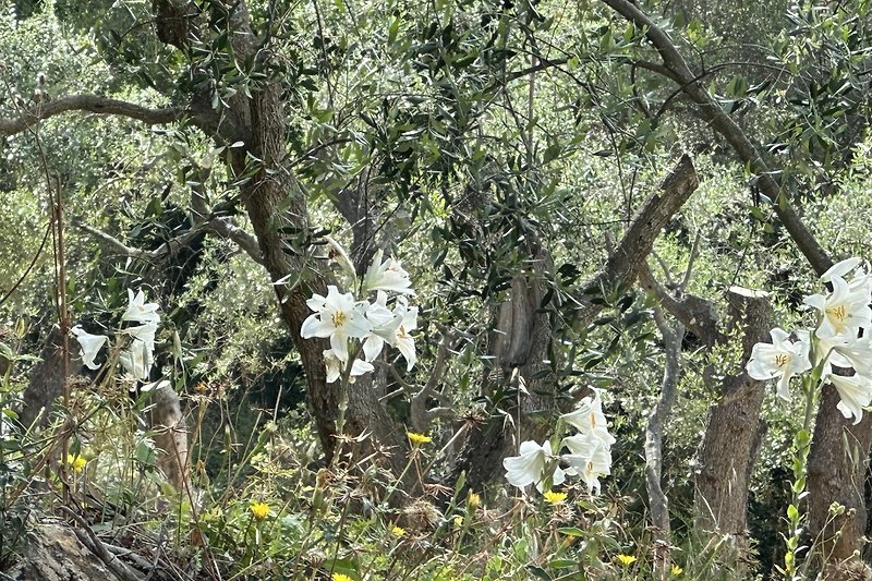 Wildblumen und Bäume in natürlicher Landschaft.