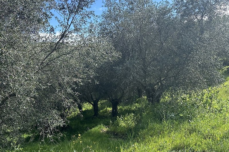 Olivenbäume soweit das Auge reicht......