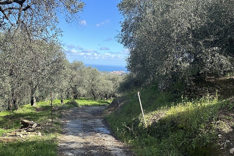 Wege laden ein zum Wandern in den Olivenhainen