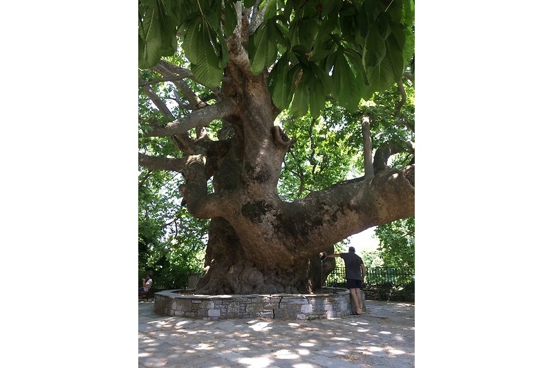 Tausendjähriger Baum bei Tsangarada