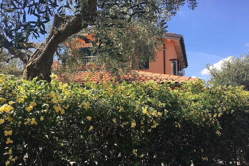 Kleine Villa mitten in den Oliven