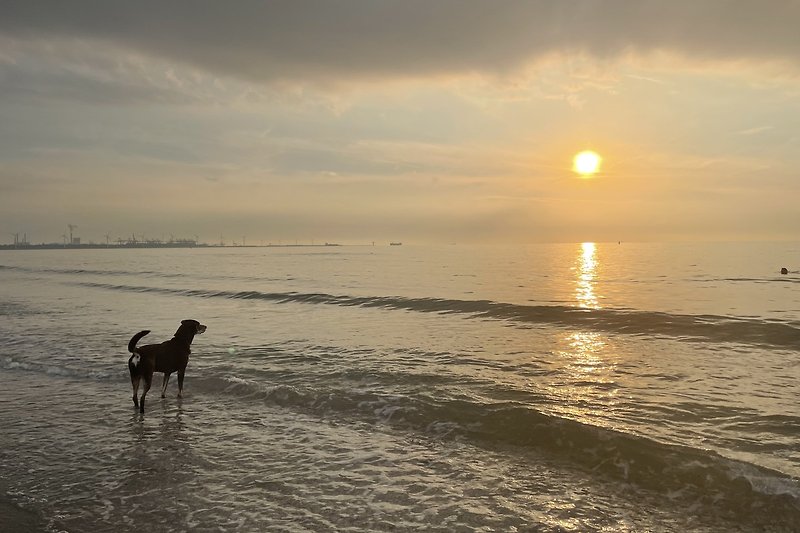 Hund am Strand bei Sonnenuntergang.
