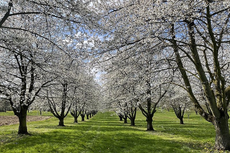 Einmalig - Ortenauer Kirschbaumblüte