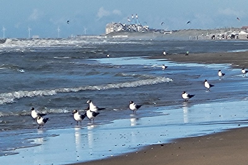 Strand mit Vögeln, Wellen und Horizont.