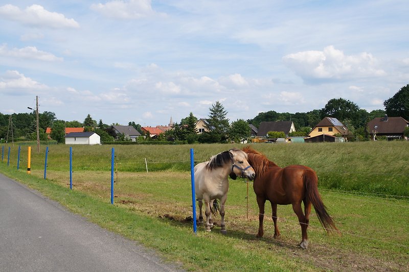 Pferde auf der Weide am Dorfrand - ländliche Idylle!