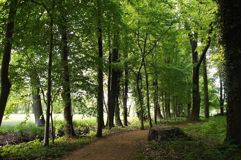 Naturlandschaft mit Bäumen, Gras und Waldweg - perfekte Erholung!