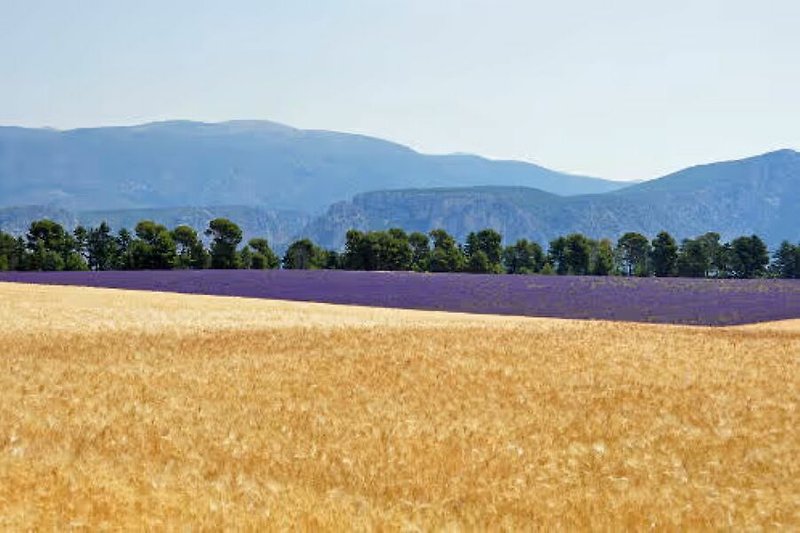 Unsere Verdon-Gegend: Lavendel-Felder und Alpen-Horizont